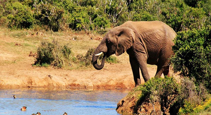 تور نوروزی آفریقای جنوبی